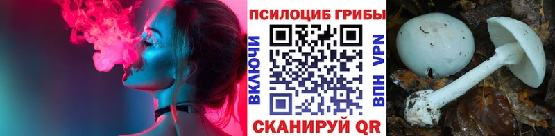 наркота  Магас  Галлюциногенные грибы Psilocybe 